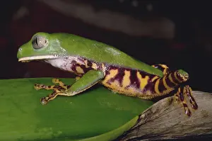 Phyllomedusinae: Tiger-Stripe Monkey Frog