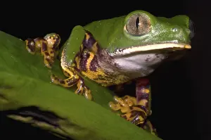 Phyllomedusinae: Tiger Stripe Monkey Frog