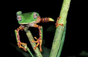 Tomopterna: Tiger-striped Leaf Frog