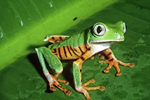 Phyllomedusa: Tiger-striped Leaf Frog