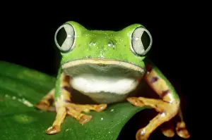 Phyllomedusa: Tiger-striped Leaf Frog