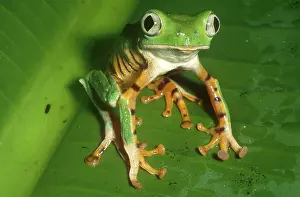 Phyllomedusa: Tiger-striped Leaf Frog