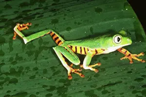 Neotropic: Tiger-striped Leaf Frog