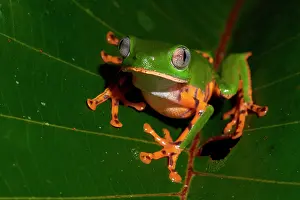 Phyllomedusa: Tiger-striped leaf frog, Barred leaf frog or tiger