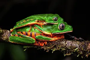 Amazonian: Tiger-striped leaf frog (Phyllomedusa tomopterna)
