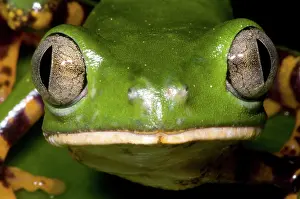 Phyllomedusinae: Tiger Striped Monkey Frog