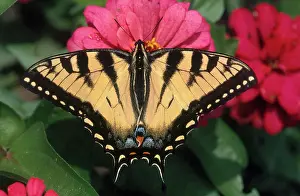 Zinnia: Tiger Swallowtail