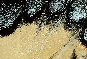 Glaucus: Tiger Swallowtail Butterfly - close-up of scales