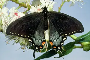 Glaucus: Tiger Swallowtail Butterfly - female