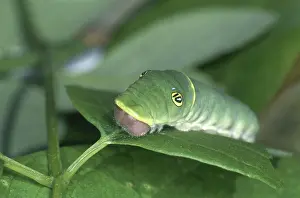 Eyespot: Tiger Swallowtail Caterpillar