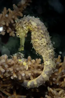 Java: Tiger-tail Seahorse