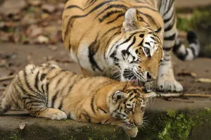 Quiet: A tiger tenderly licks its young in a calm natural environment