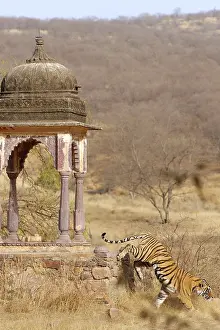 Tigresses: Tiger - Tigress & Chhatri