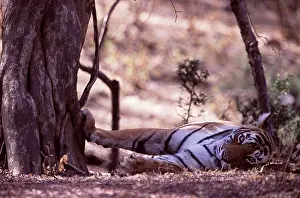 Tigresses: Tiger - Tigress resting with paw on tree