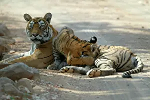 Tigress: Tiger - Tigress suckling 3 month-old cub