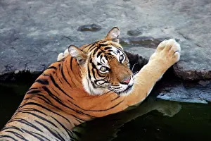 Tigresses: Tiger - Tigress in water pool