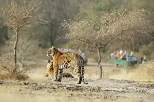 Ranthambhore: Tiger and tourists - Two large cubs on view to