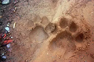 Pugmarks: Tiger tracks in dirt road