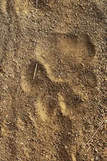 Imprint: Tiger tracks in sand, Ranthambore National