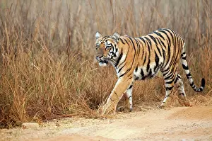 Tadoba: Tiger - walking along edge of road