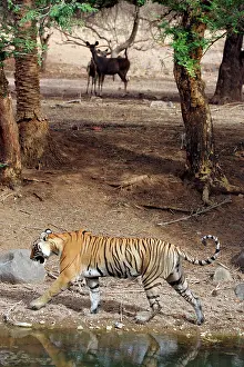 Sambar: Tiger - Walking past alert Sambar (Cervus unicolor)