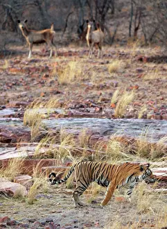 Sambar: Tiger - Walking past alert Sambar (Cervus unicolor)