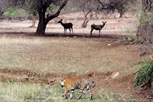 Sambar: Tiger - Walking past alert Sambar (Cervus unicolor)