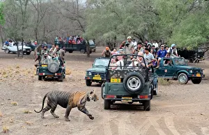 Jeep: Tiger - walking past watching tourists in jeeps