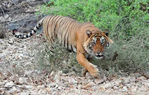 Ranthambhore: Tiger - walking - Ranthambhore National Park