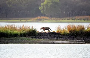 Rajbagh: Tiger - walking across wall in middle of Rajbagh Lake