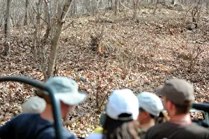 Watched: Tiger - being watched by tourists