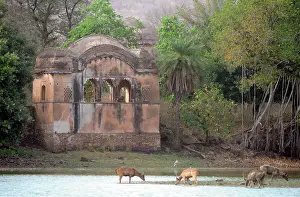 Unicolor: Tiger - watching Sambar Deer (Cervus unicolor)