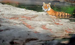 Ranthambhore: Tiger - in water pool - Ranthambhore National Park
