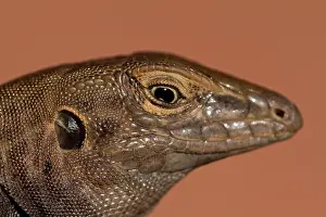 Aspidoscelis: Tiger Whiptail