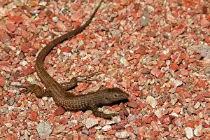 Aspidoscelis: Tiger Whiptail