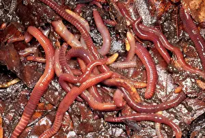 Compost: Tiger Worms - compost heap