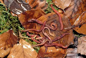 Mould: Tiger Worms - leaf mould
