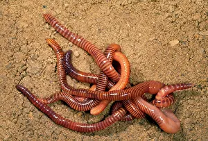 Mould: Tiger Worms - leaf mould