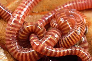 Coils: Tiger Worms - showing stripes