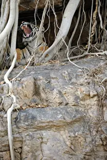 Benghalensis: Tiger - yawning from roots of Banyan Tree (Ficus