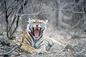 Canines: Tiger - yawning showing canines