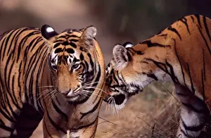 Tigresses: Tiger - Two year-old female greeting brother