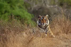 Tigresses: Tiger - Young female sub-adult Tigress