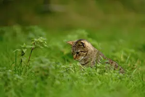 Tomcat: Tigered domestic cat on the hunt