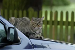 Tomcat: Tigered hangover on bonnet