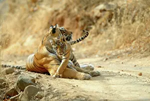 Tigers - 3 month old cub with mother