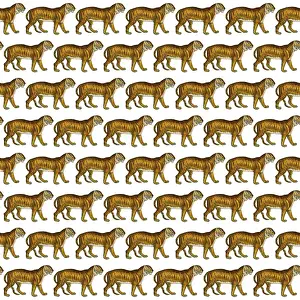 Packaging: Tigers