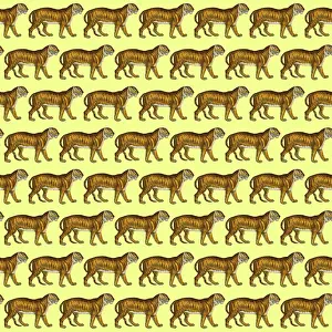 Packaging: Tigers