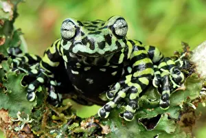 Tigrinus: Tiger's Treefrog