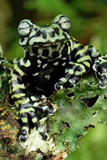 Tigrinus: Tiger's Treefrog